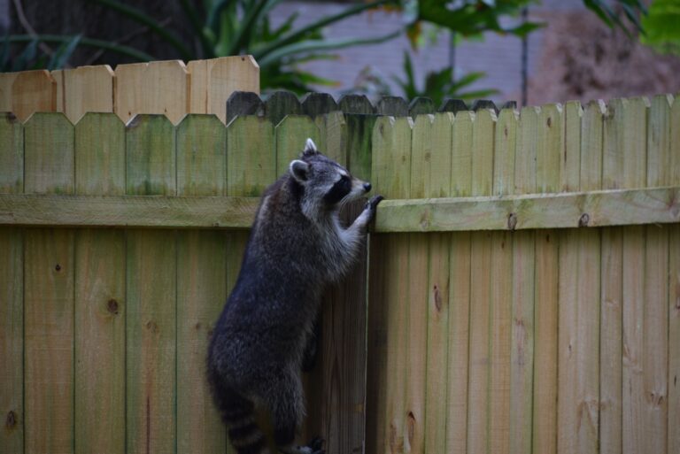 A raccoon climbs a backyard fence