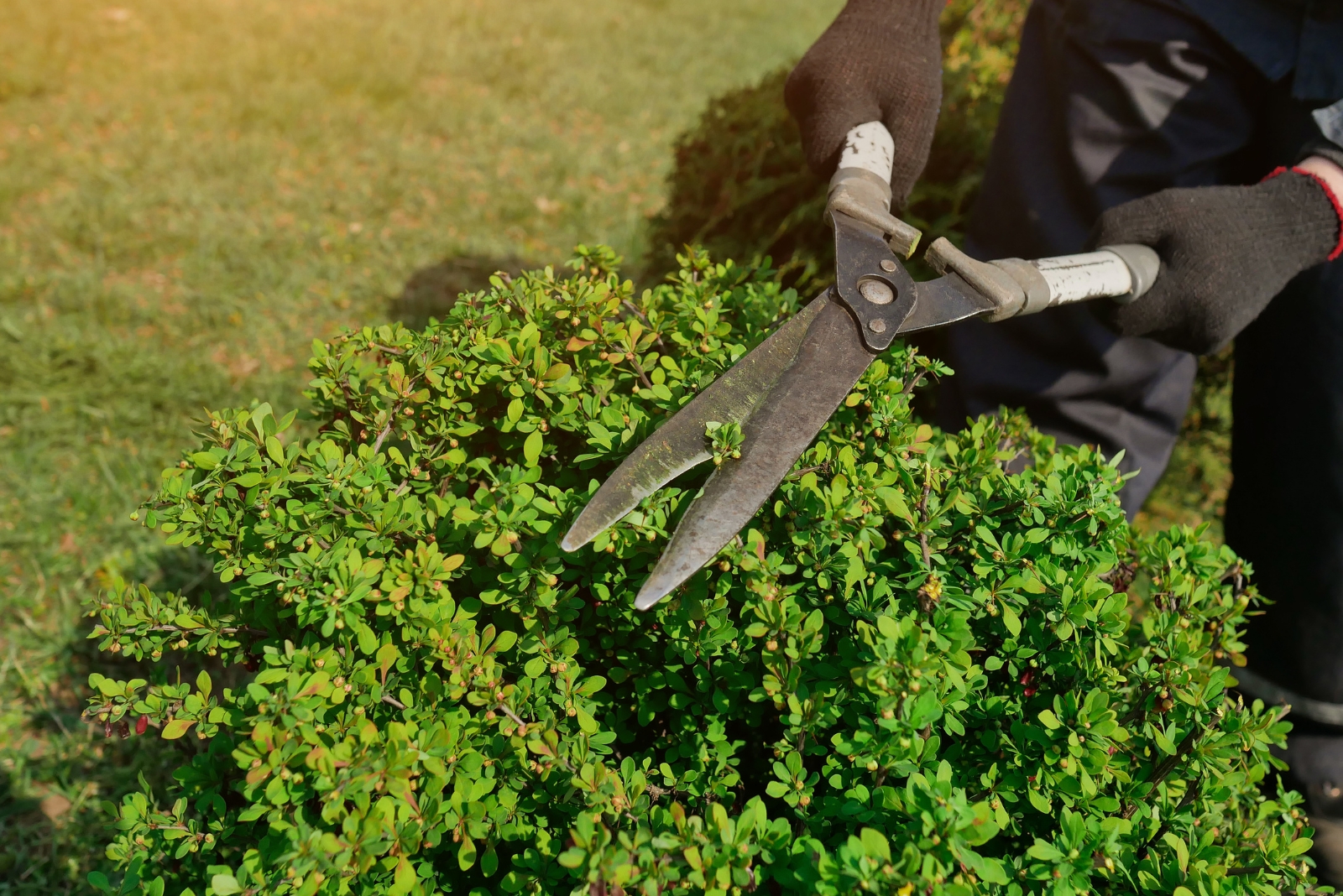 8 Things Homeowners Should Know Before Pruning A Neighbor’s Shrubs In Georgia