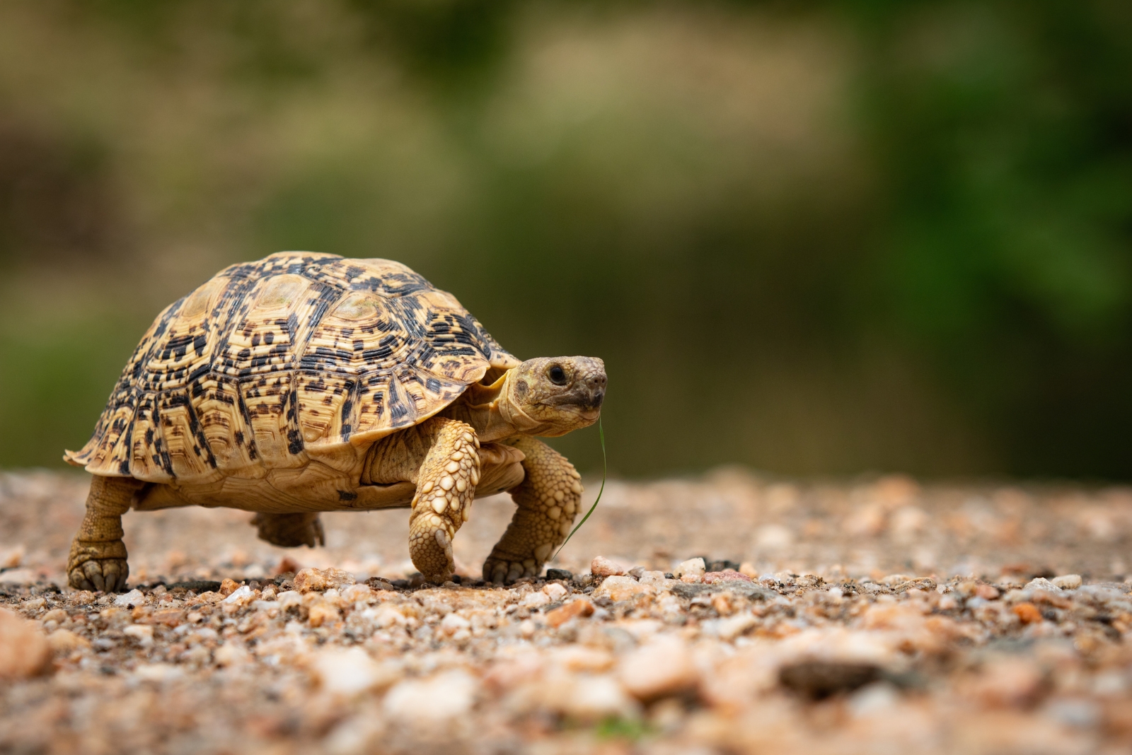 8 Things Idaho Homeowners Should Do If They Find A Turtle
