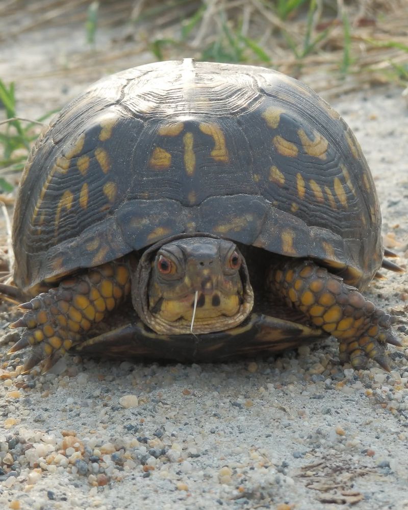 Observe From A Safe Distance First