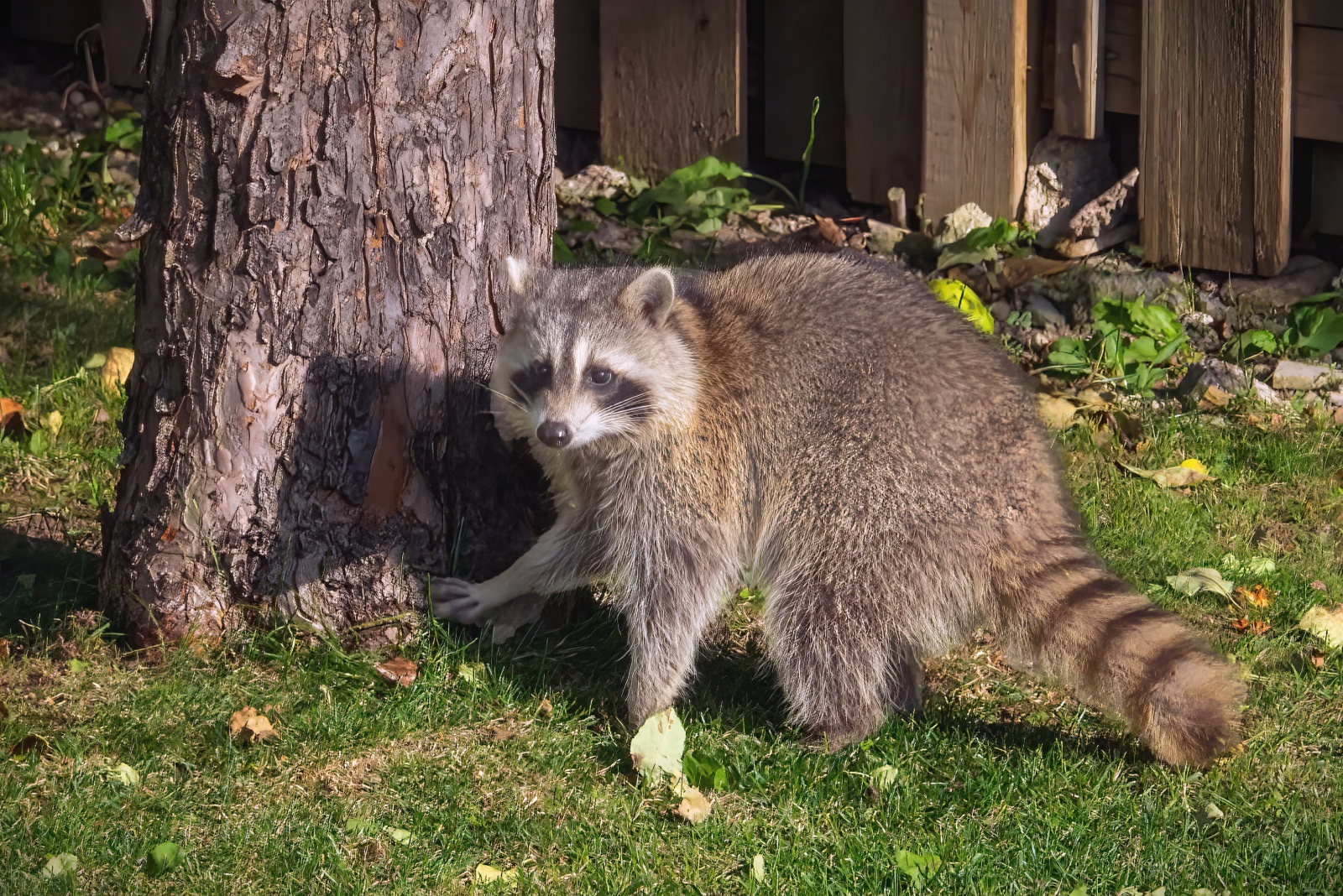 8 Things Minnesota Homeowners Should Know Before Removing Raccoons From Their Yard