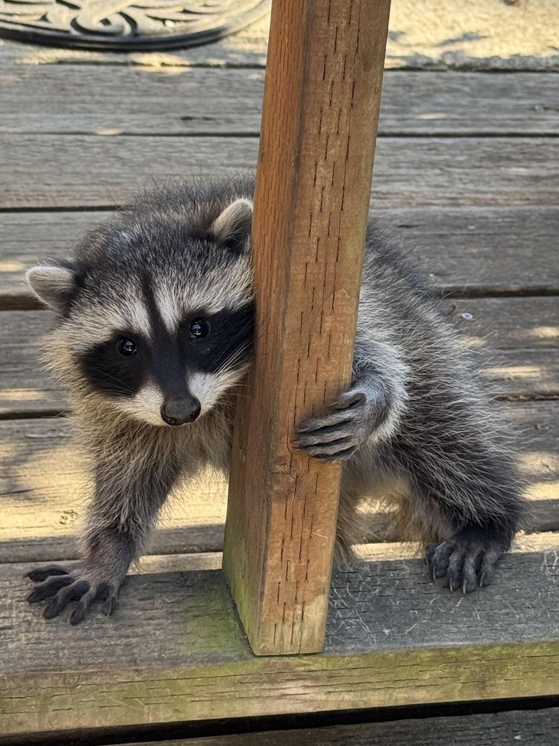 Minnesota Law Protects Raccoons During Certain Seasons