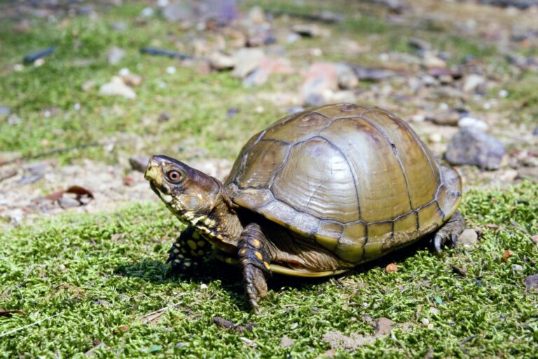 Turtle (featured image)