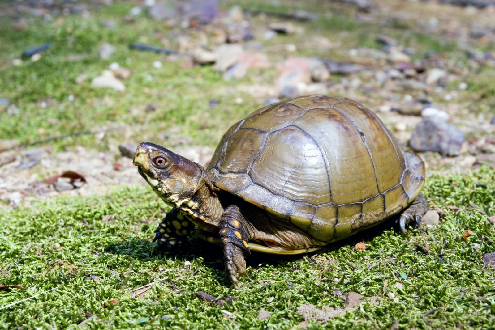 8 Things North Carolina Homeowners Should Do If They Spot A Turtle