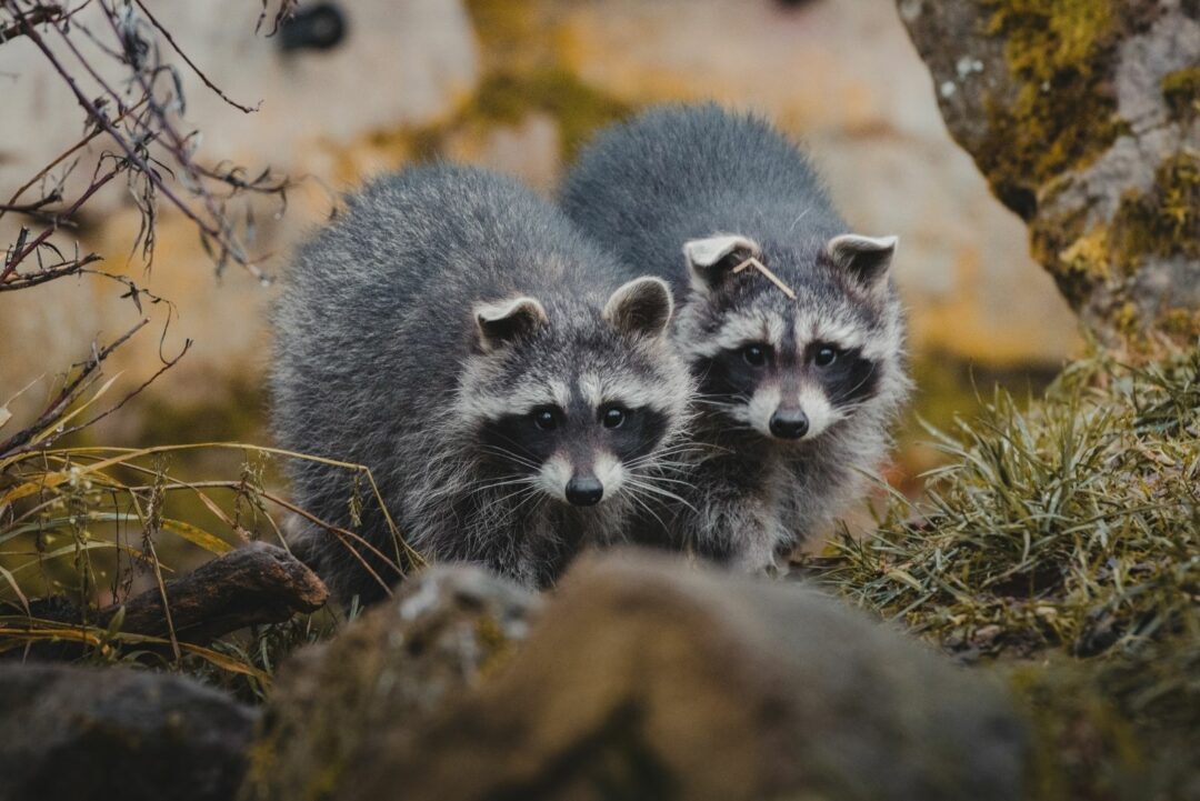 8 Things Texas Homeowners Should Know Before Trying To Remove Raccoons