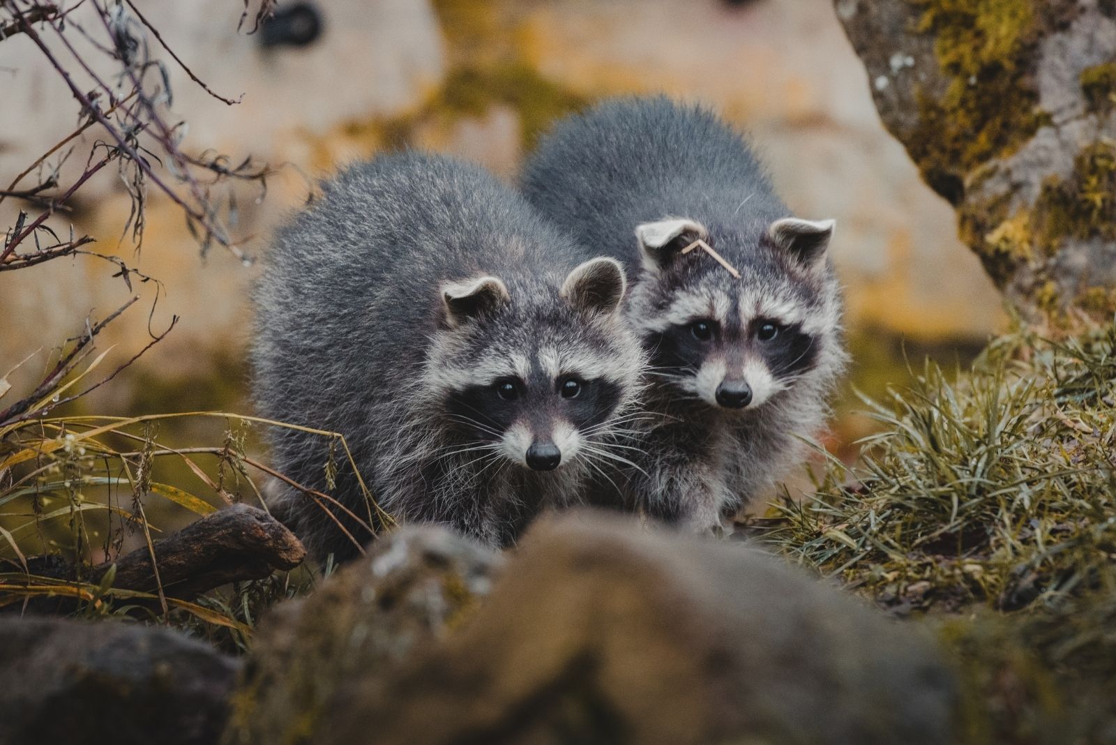 raccoons on grassy ground