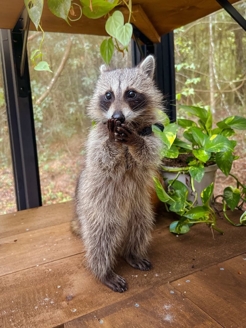 Raccoons Can Carry Dangerous Diseases