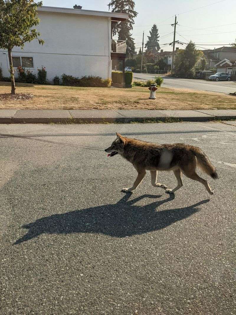 Make Yourself Look Bigger And Louder