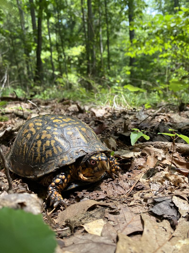Watch From A Safe Distance First