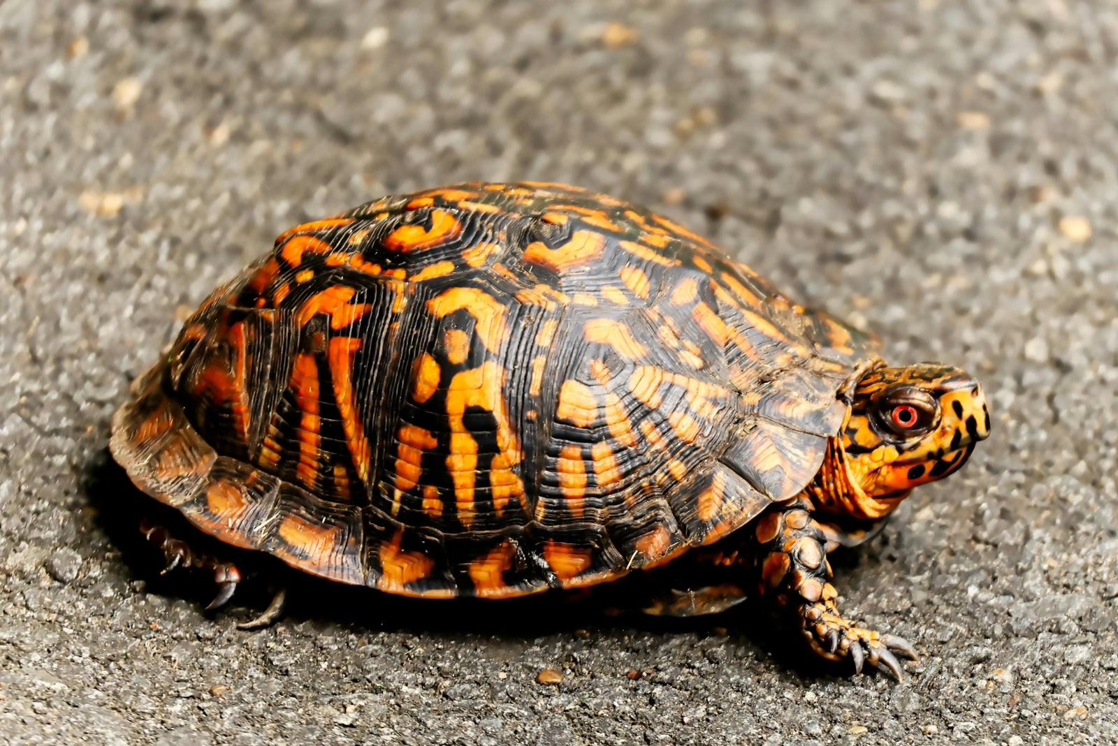 8 Things To Do When You Find A Turtle In Your Maryland Yard