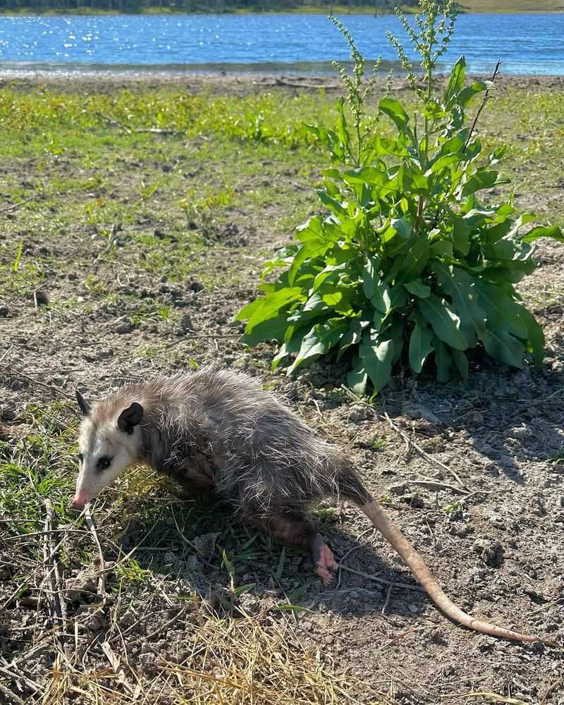 Possums Are Actually Beneficial Neighbors