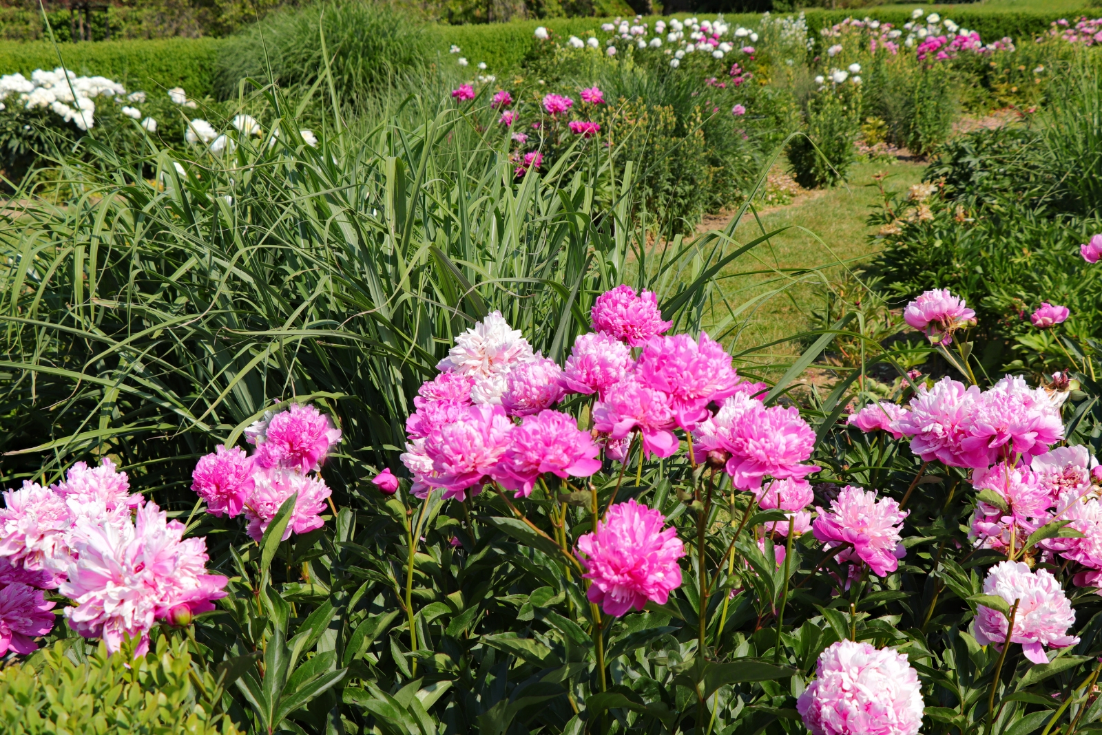 8 Things You Can Do To Keep Peonies Healthy In Fall In Florida