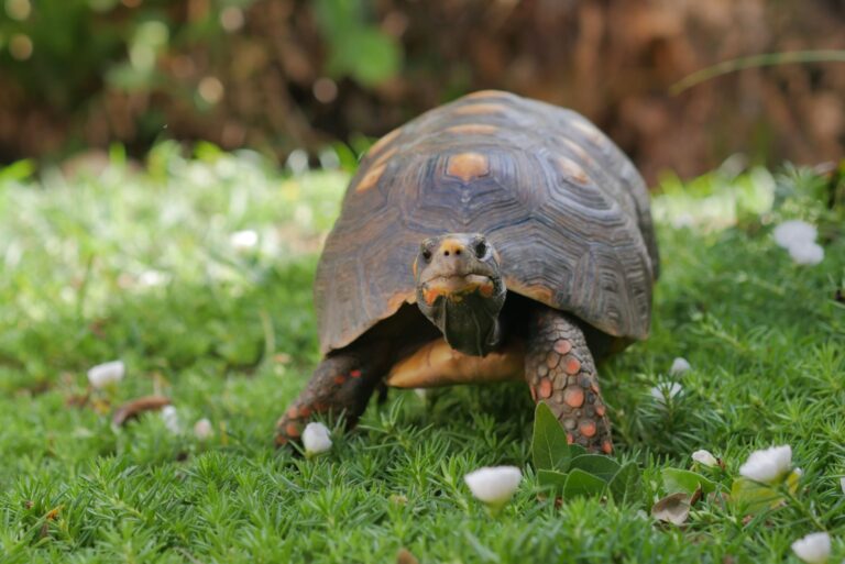 big turtle in a backyard