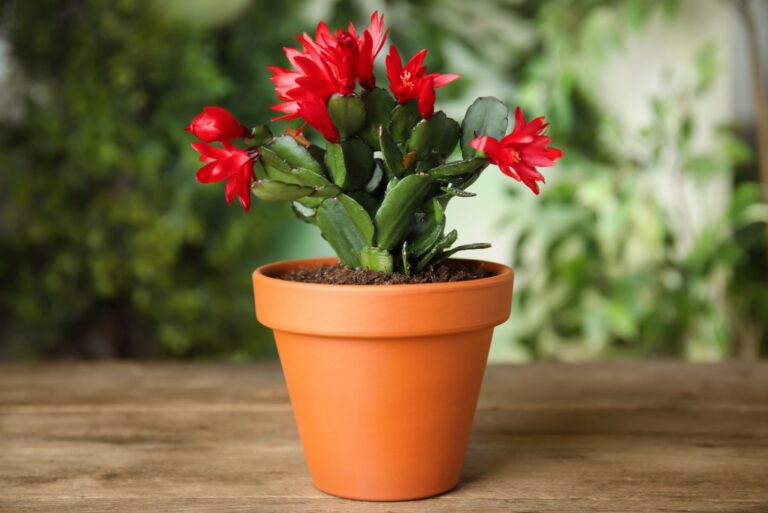 blooming christmas cactus