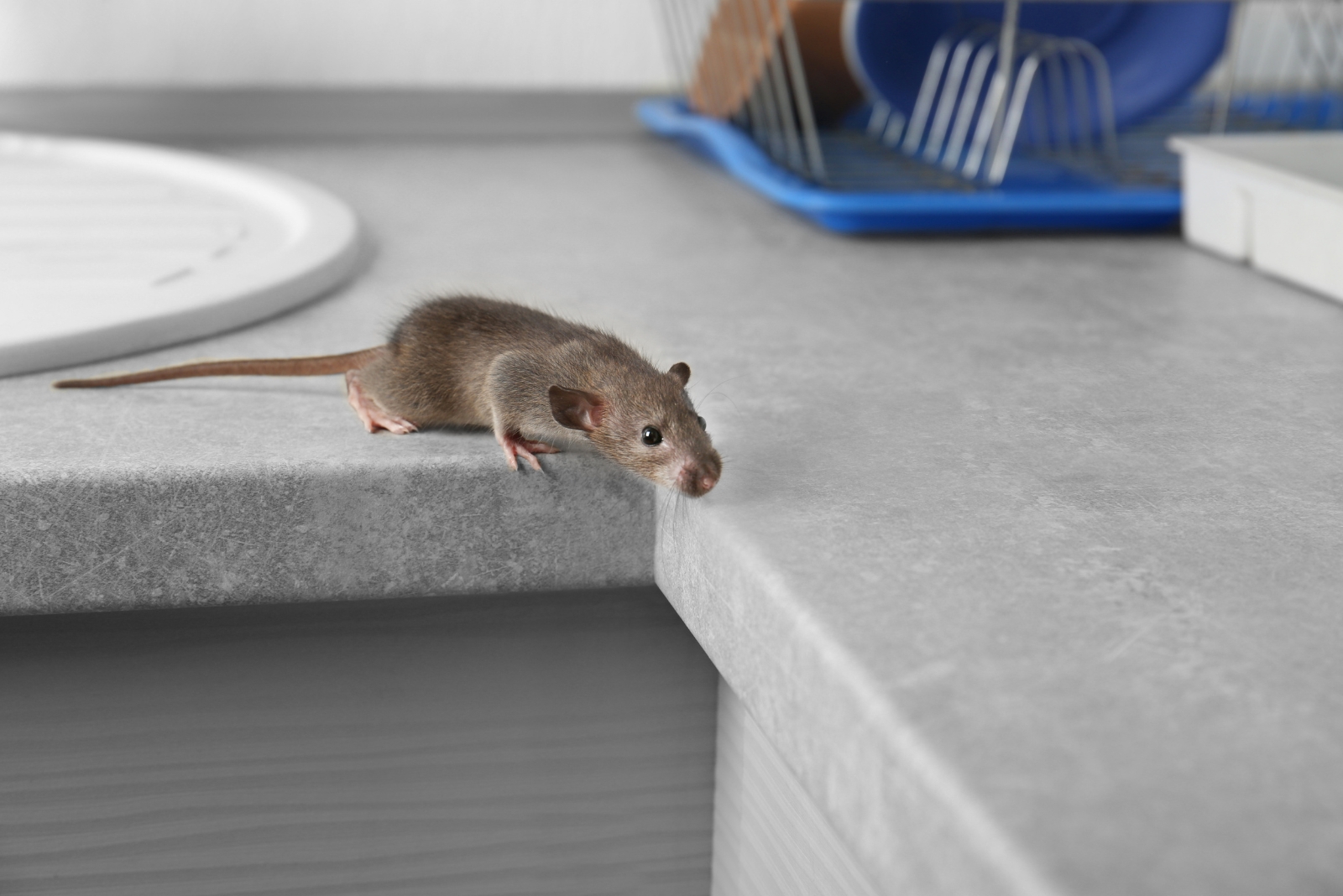 8 Tips To Keep Mice Out Of Your Massachusetts Home This Fall