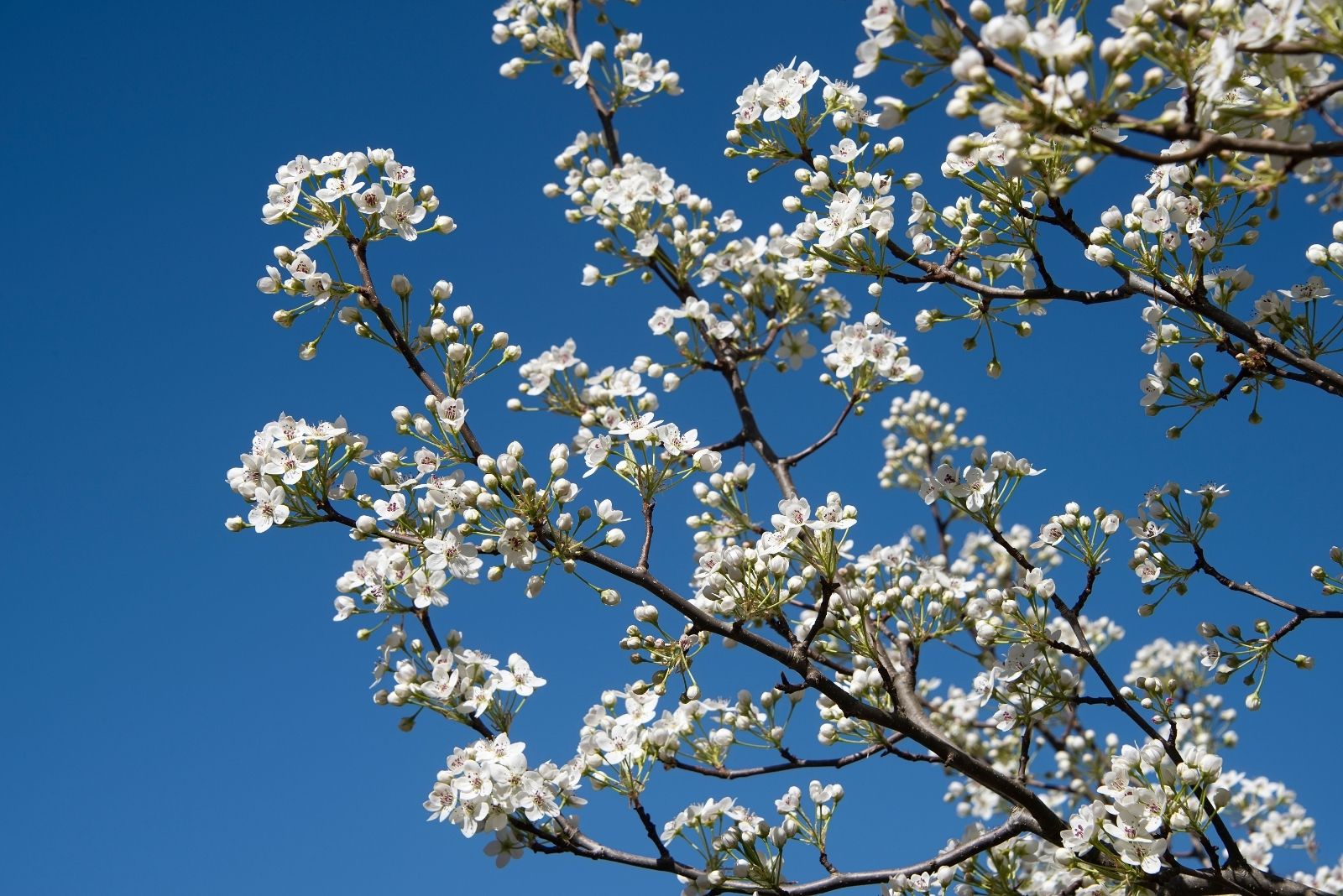 8 Trees Tennessee Residents Could Be Fined If They Don’t Cut Them Down