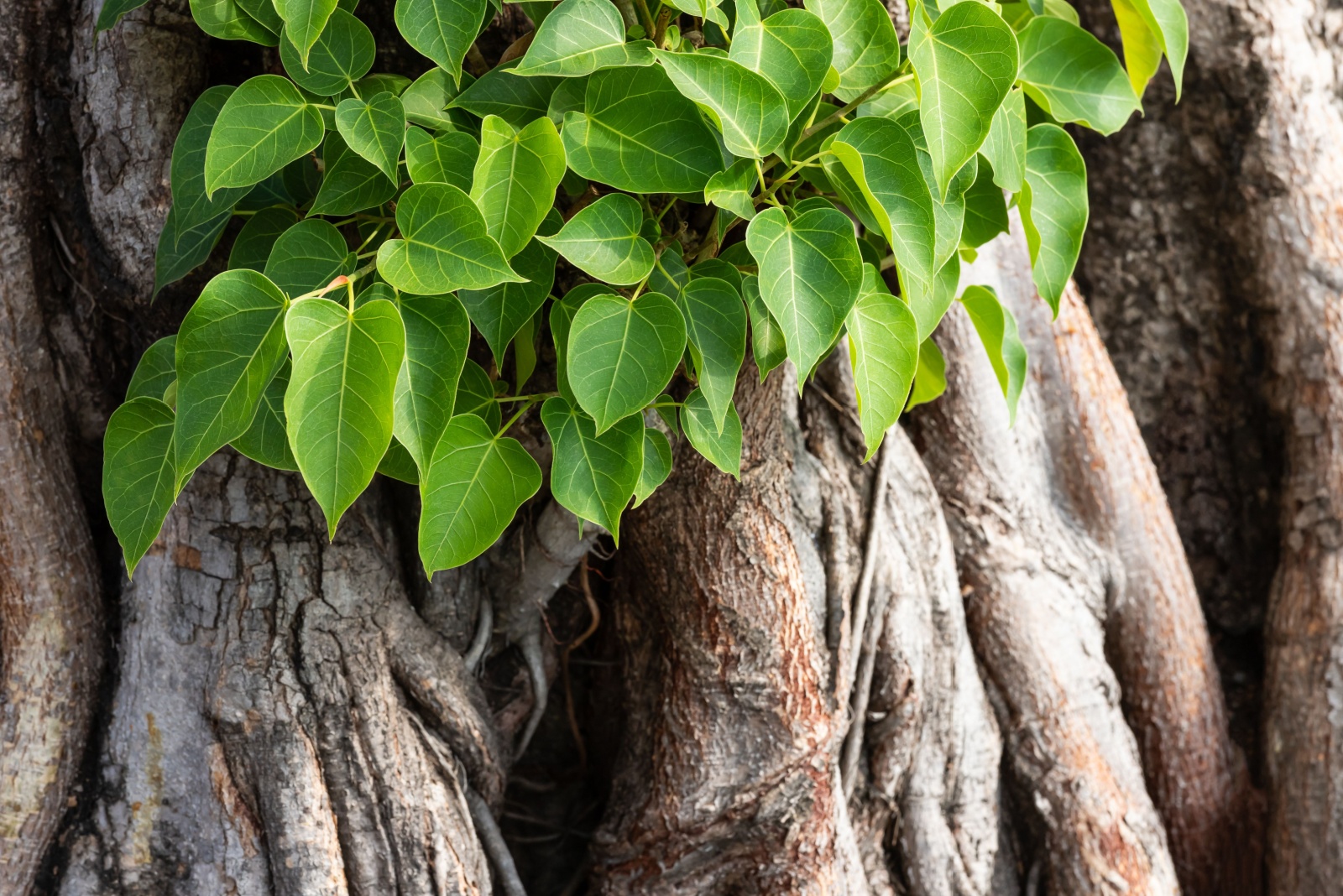 8 Trees That Could Lead To Fines If Not Removed In Arkansas