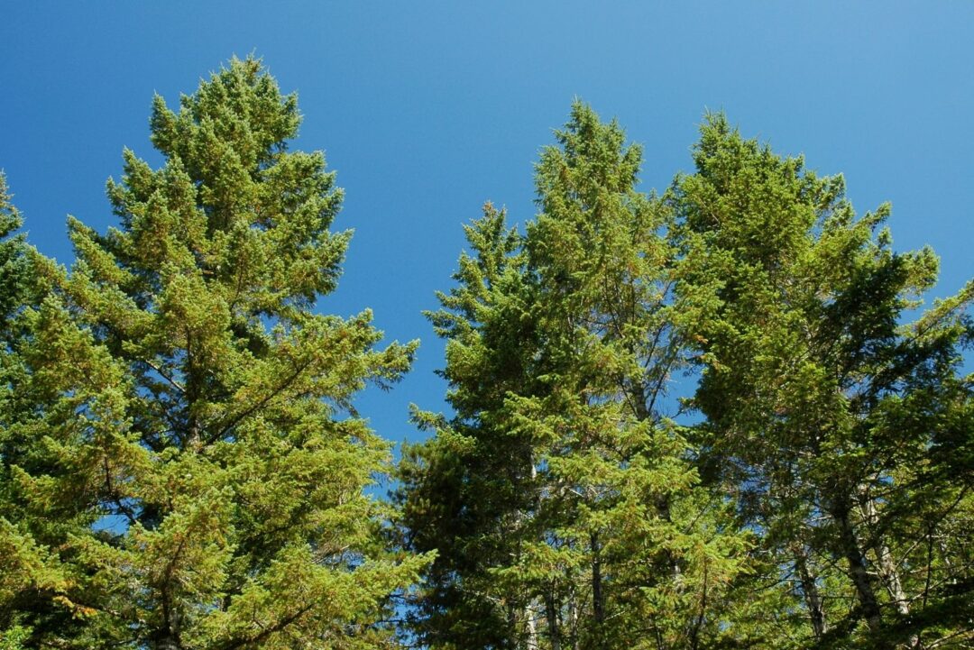 Could Tree 8 Trees Washington Homeowners Could Face Fines For Cutting Down