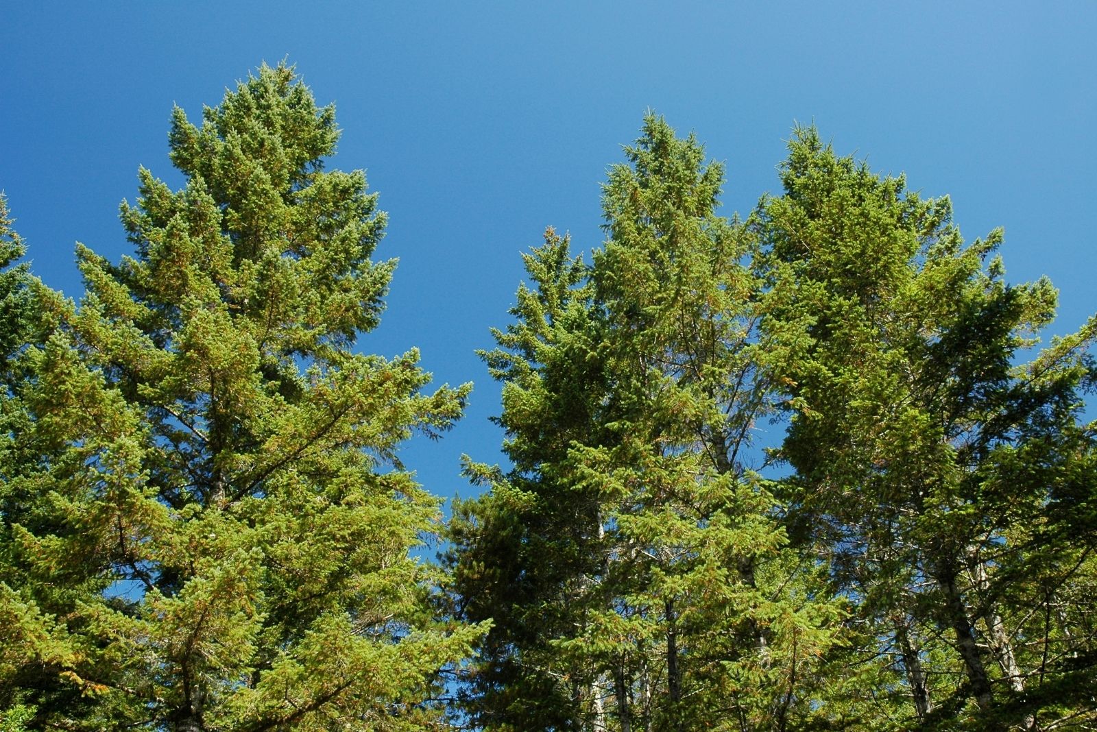 8 Trees Washington Homeowners Could Face Fines For Cutting Down