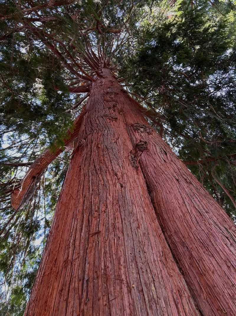 Western Red Cedar