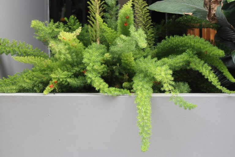 Foxtail ferns (featured image)