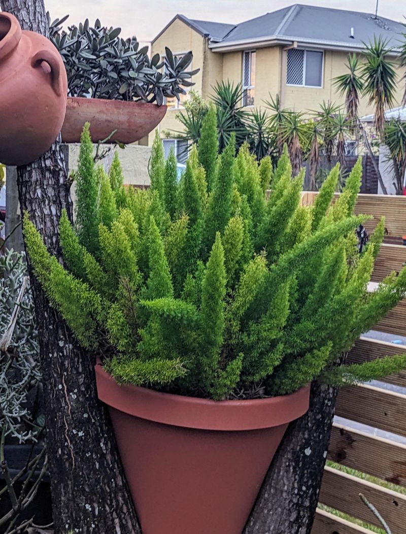 Move Potted Ferns to Sheltered Spots