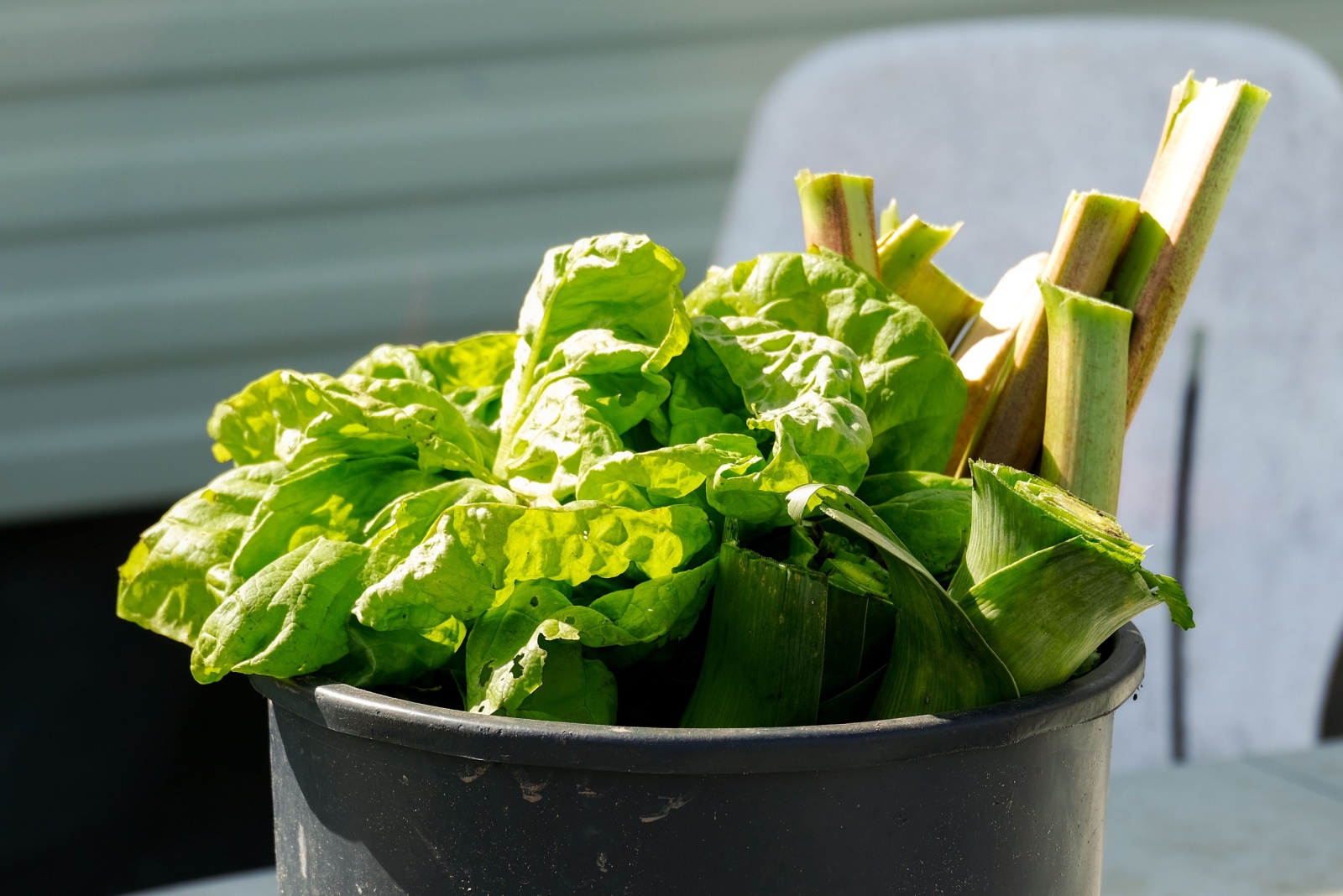 8 Vegetables You Can Easily Grow In Buckets All Year In Connecticut