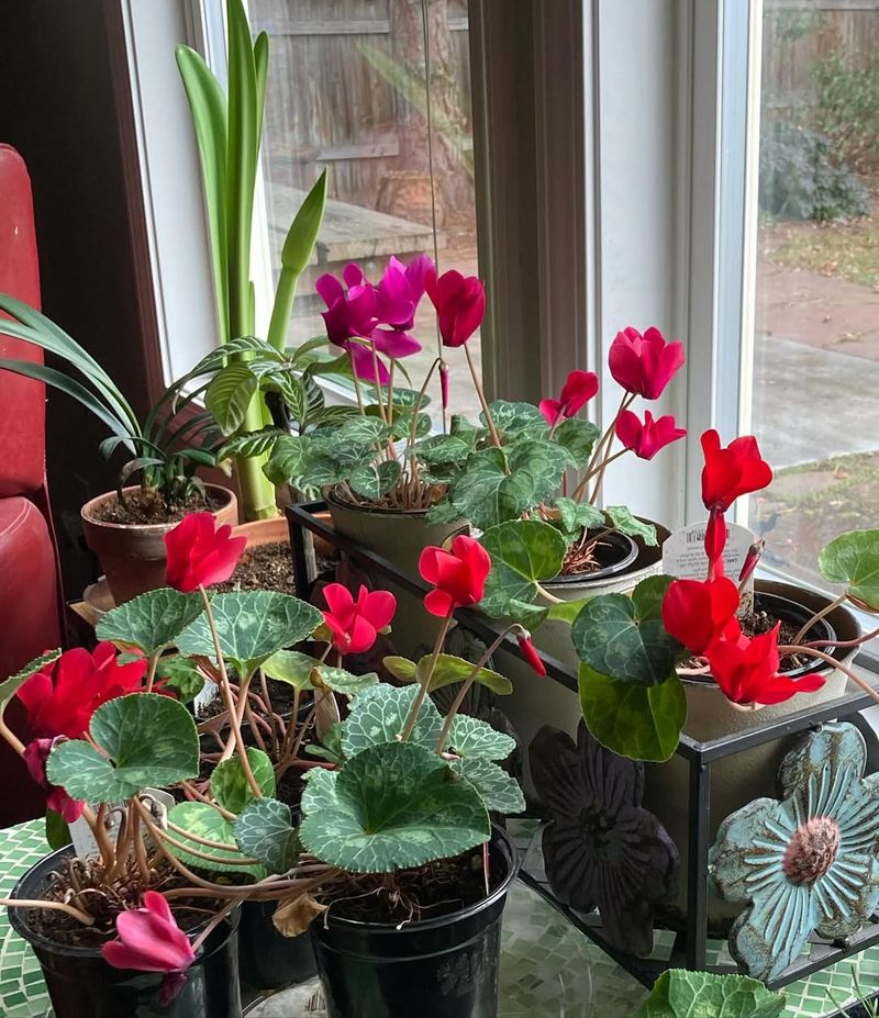 Place Plants Away From Heating Vents