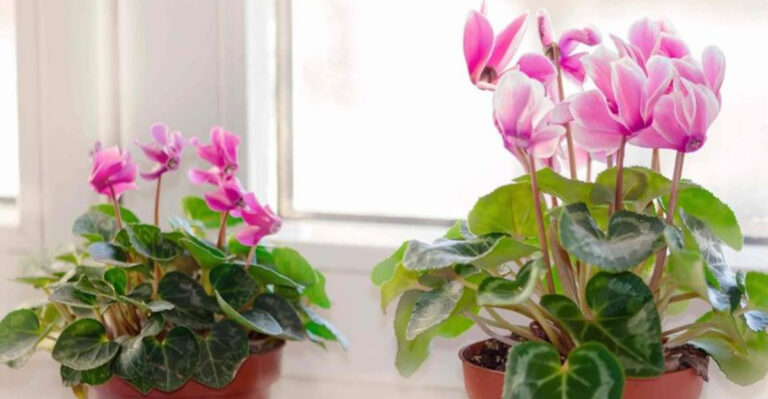 rose cyclamen on window sill