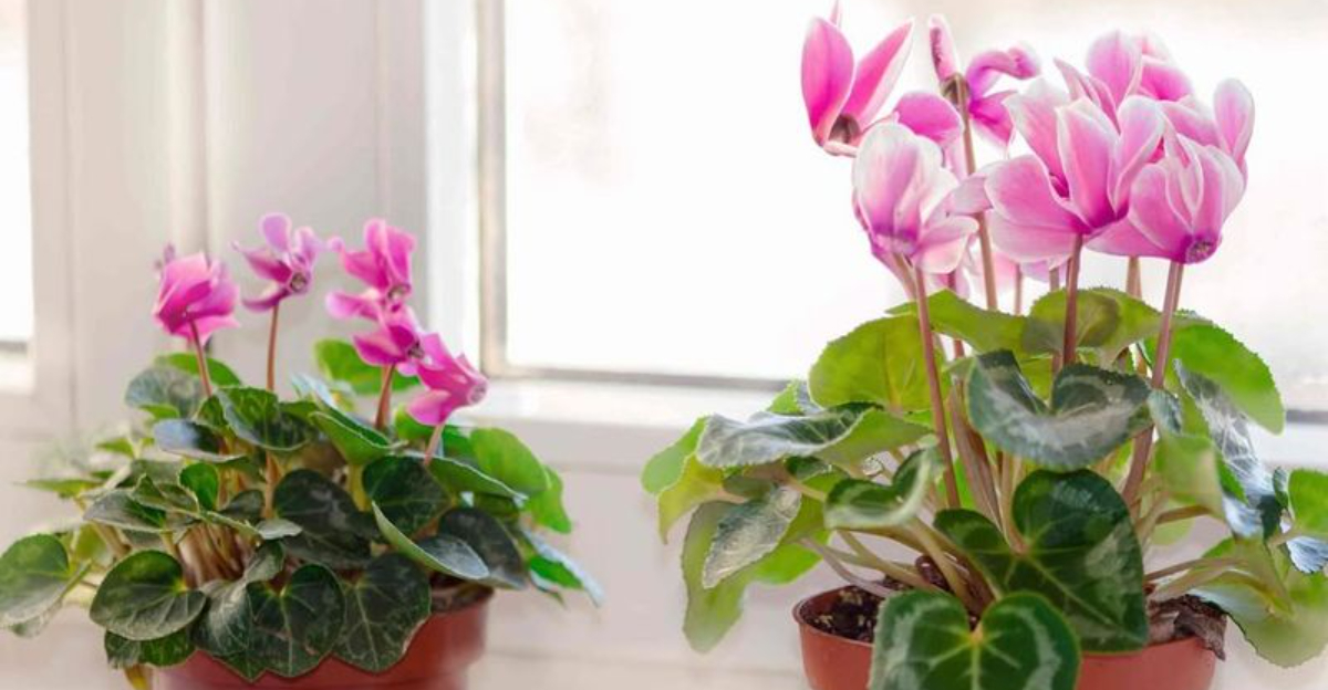 8 Ways Colorado Homeowners Make Cyclamen Last Through Cold Dry Winters