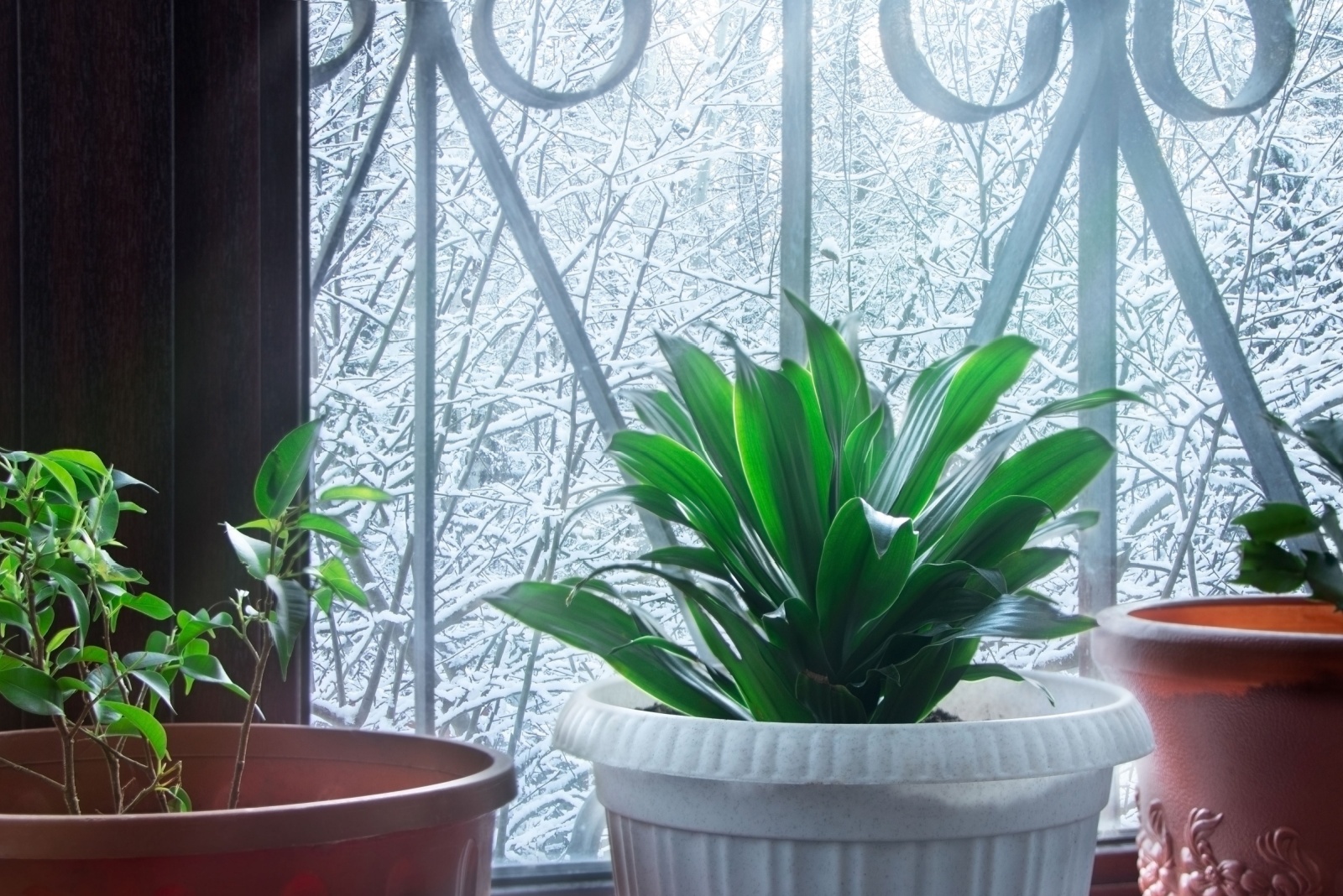 8 Ways Pennsylvania Gardeners Can Keep Potted Plants Safe From Frost In The Garage
