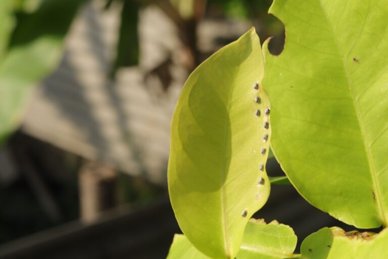 Rows of black insect eggs are on the light green leaves
