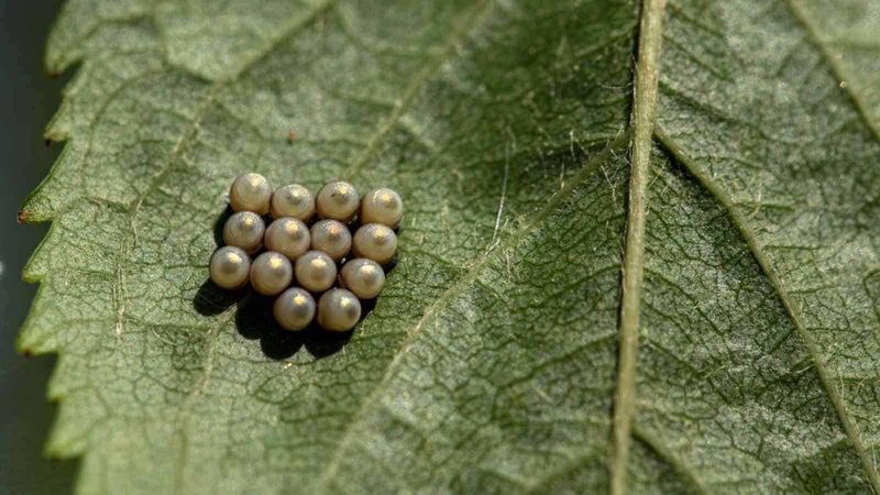 Check The Color And Shape Of Eggs