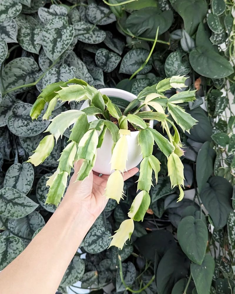 Give Your Plant Cool Nights