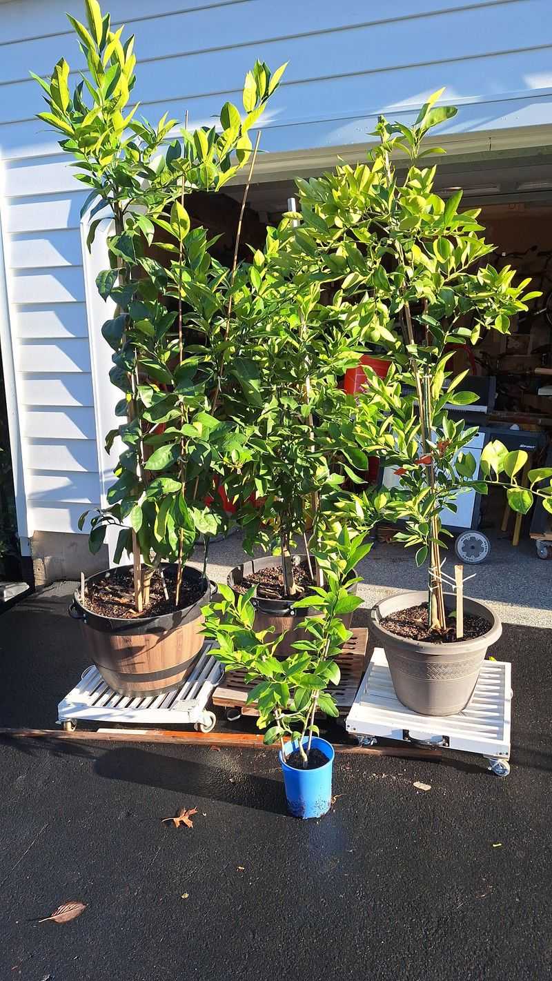 Move Container Trees Indoors Before the First Freeze