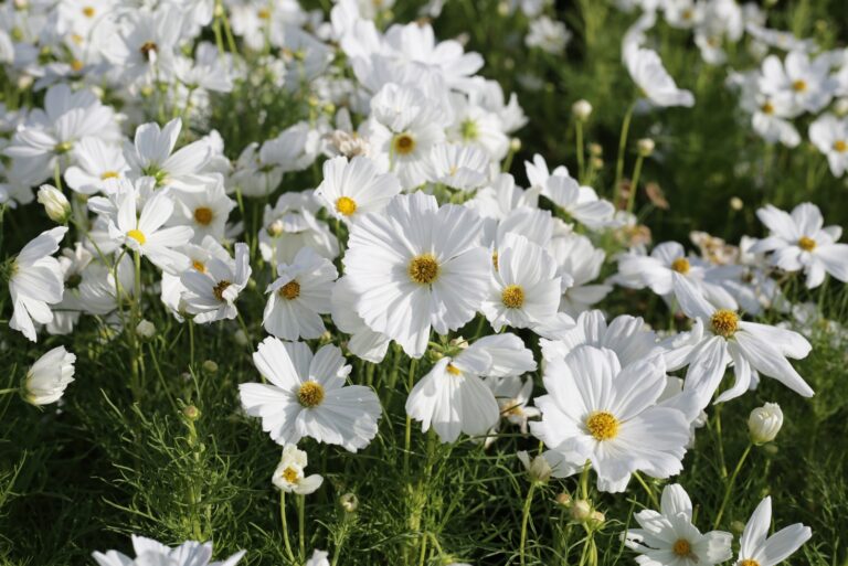 Cosmos plants (featured image)