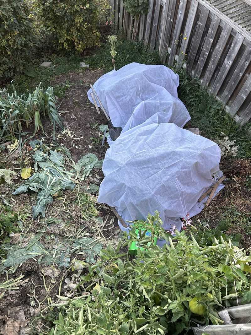 Cover Plants With Frost Cloth