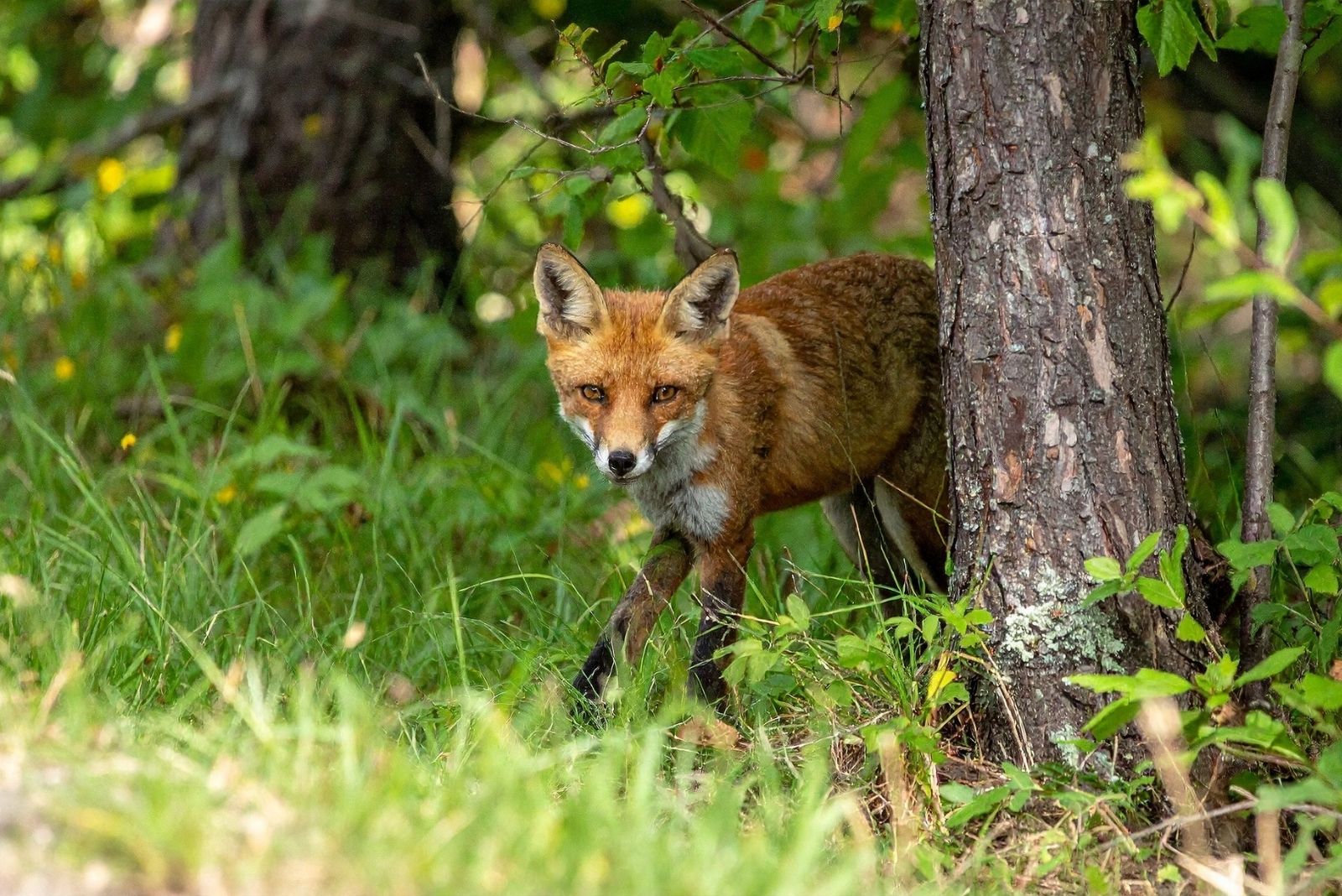 8 Wild Animals That Are Thriving In Tennessee Cities (And Could Already Be In Your Backyard)