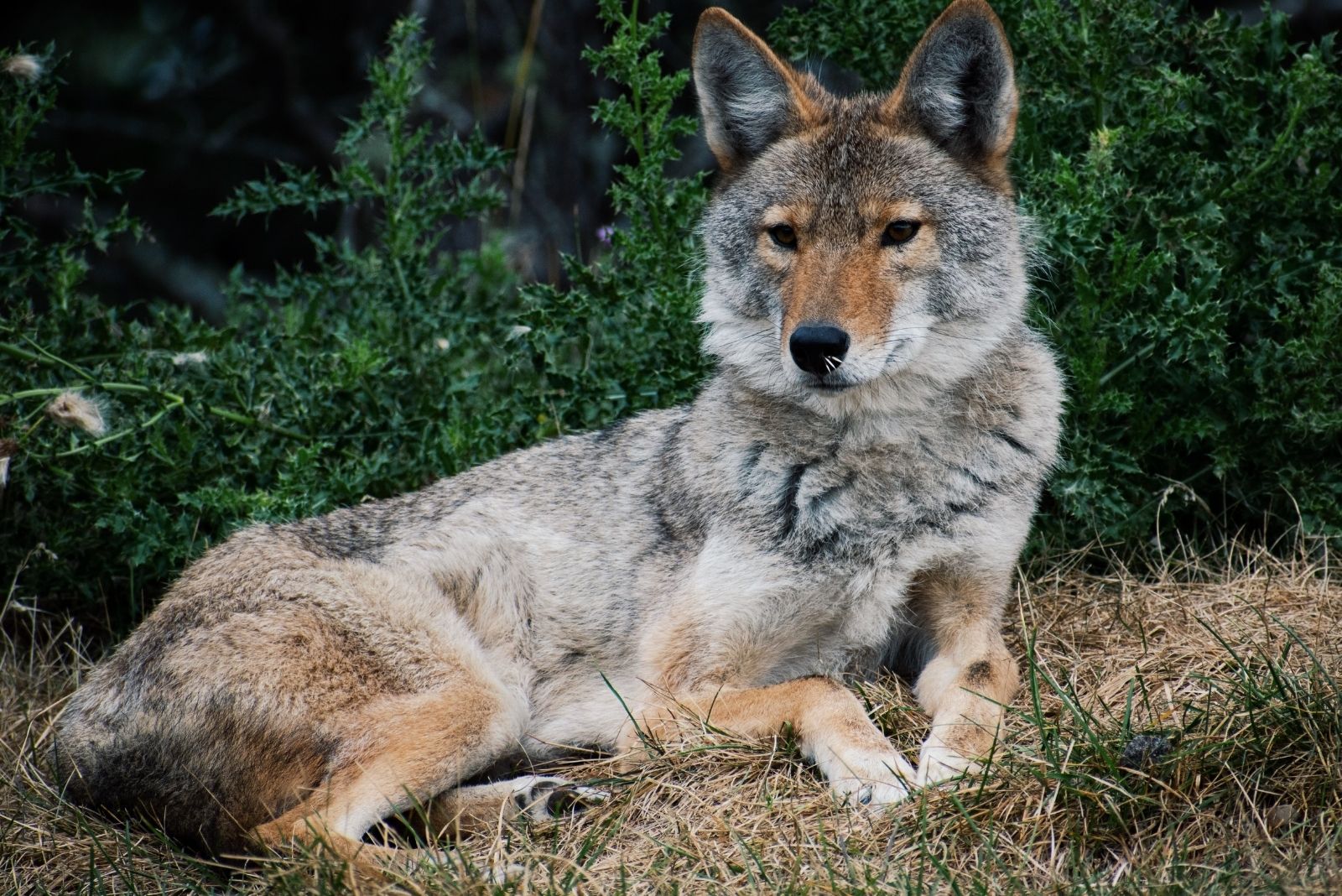 8 Wild Animals Thriving In Washington Cities (And Often Right In Your Backyard)