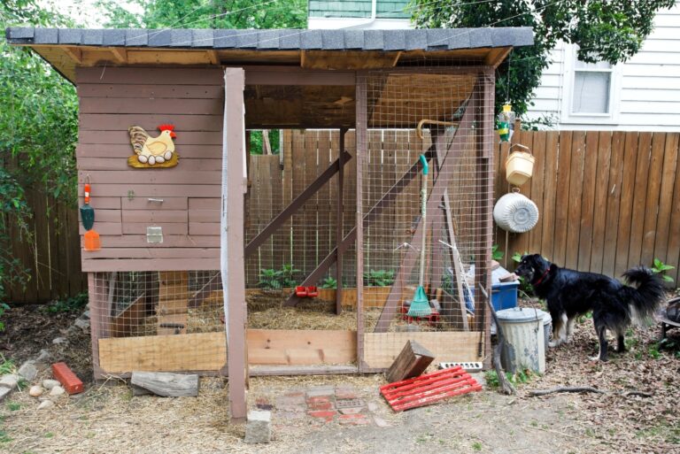 chicken coops (featured image)