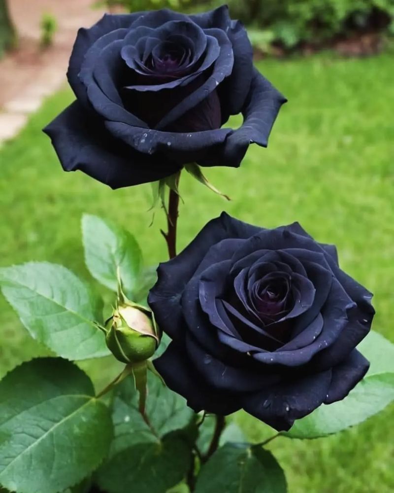 9. Black Rose