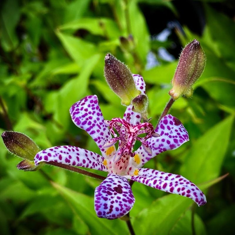 9. Toad Lily