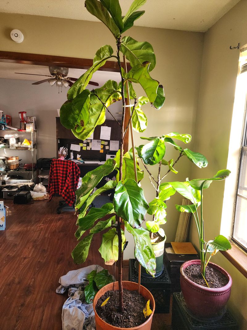 9. Use A Support Stake If Needed