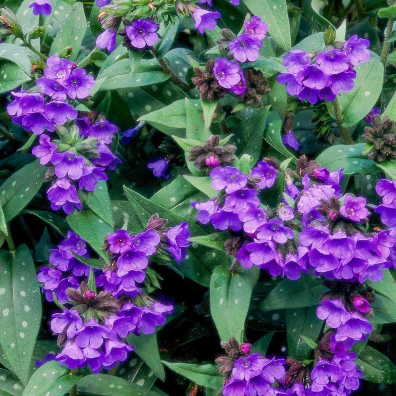 9. Lungwort