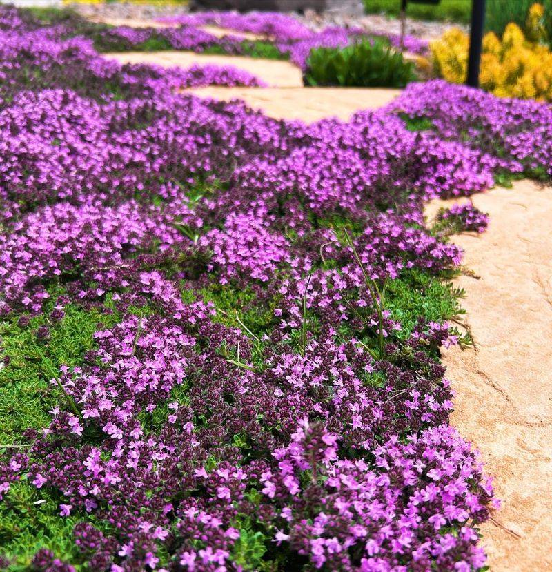 9. Creeping Thyme