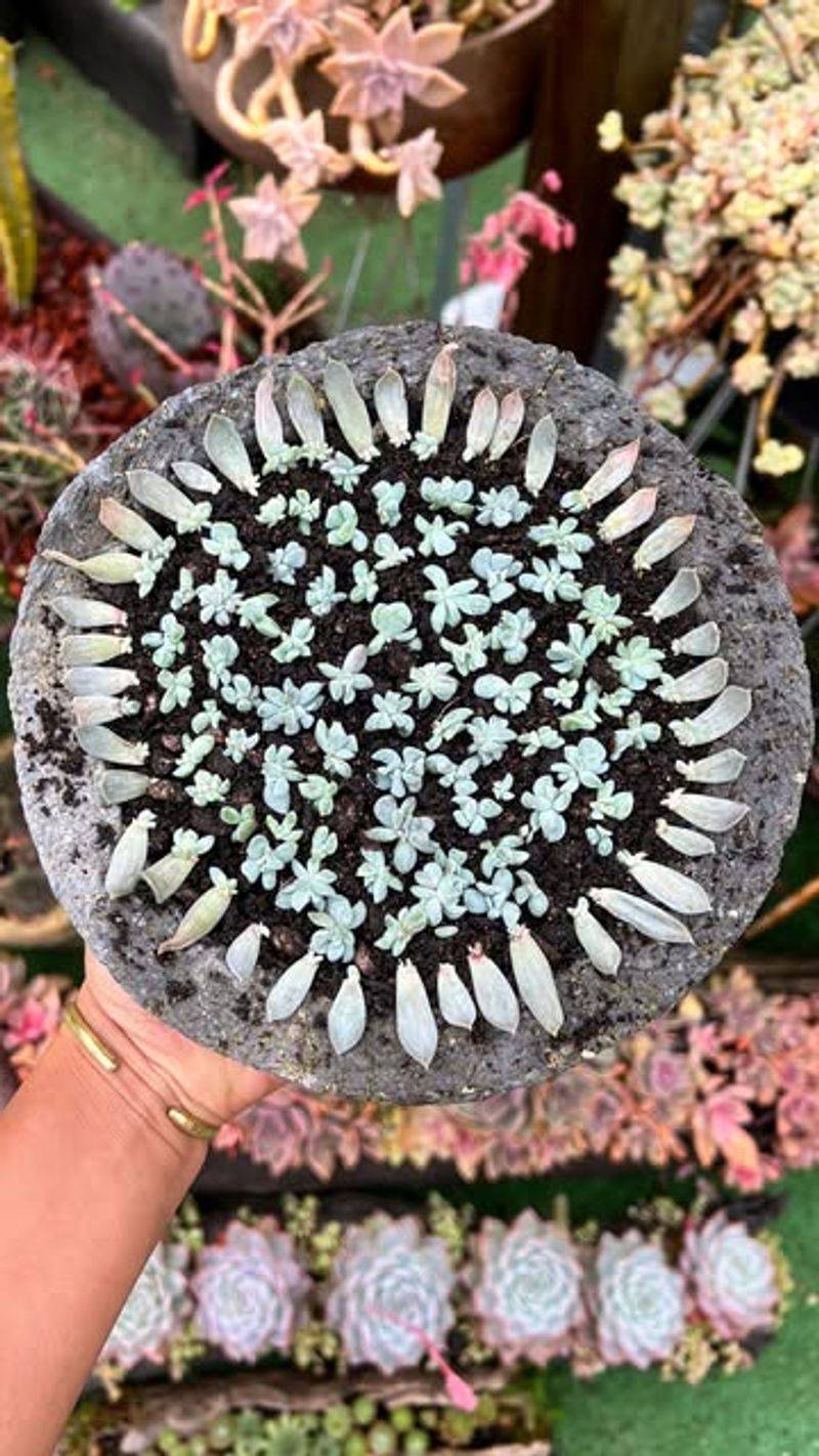 9. Transplant Babies Into Individual Pots