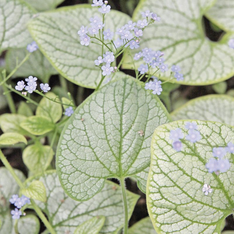 9. Brunnera (Siberian Bugloss)