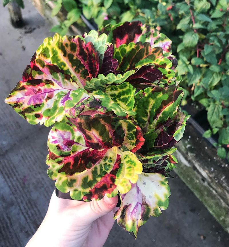 9. Coleus