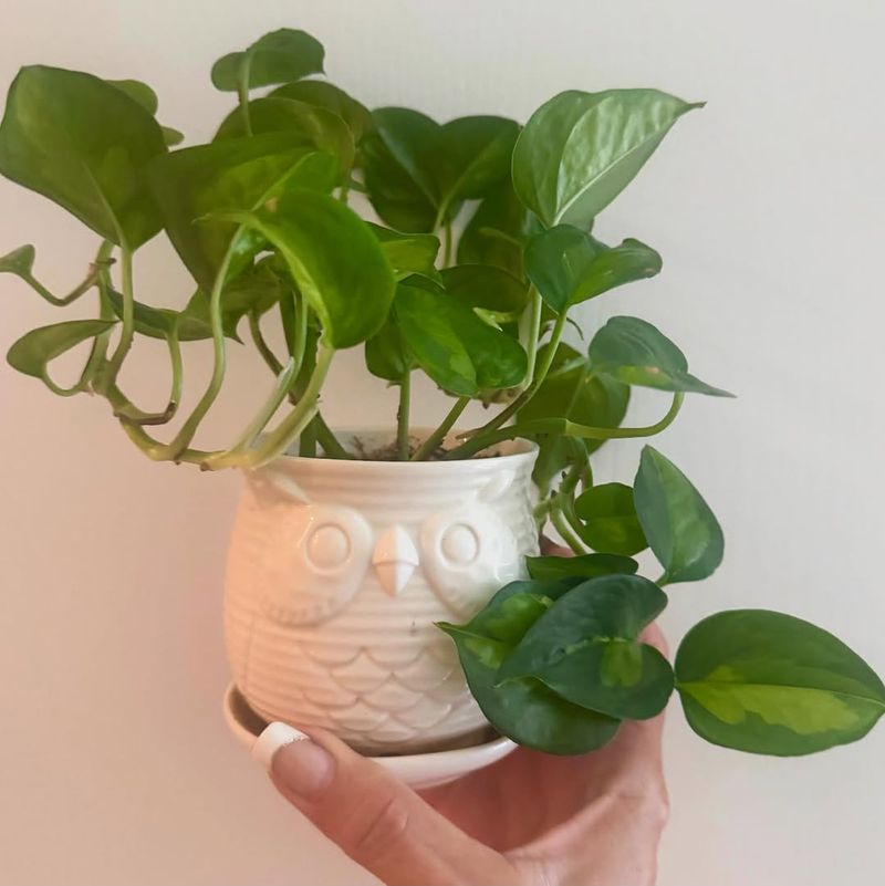 9. Pothos