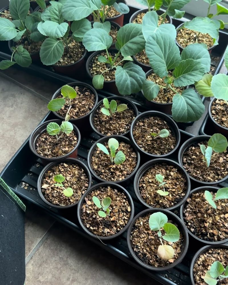 9. Start With Healthy Transplants or Seeds